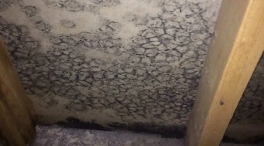 black-mold-basement-Virginia